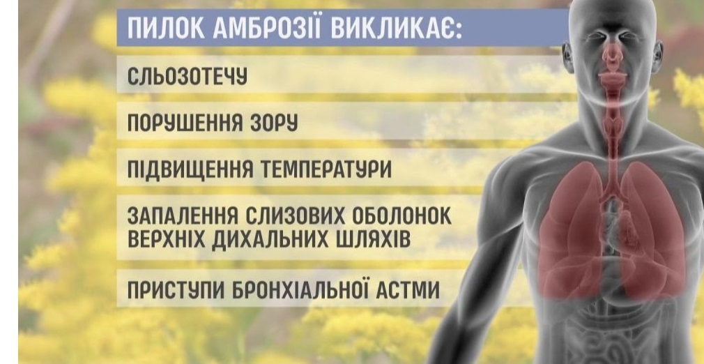 Аллергия на амброзию в украине