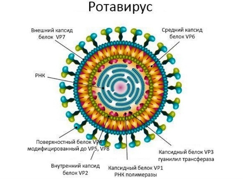 Ротавирус фото вируса